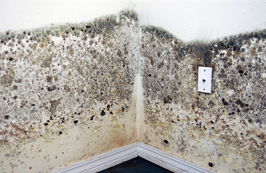pub2949b moldy walls photo